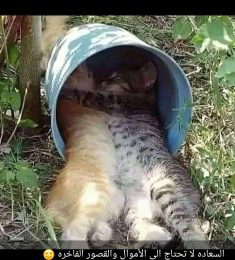 كرم تعز, 26 سنة, رجل