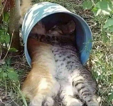 كرم تعز, 26 سنة, Zinjibar, Yemen