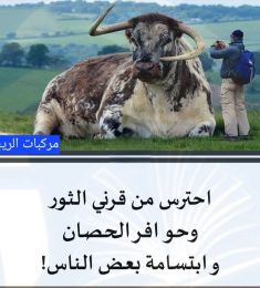 ممدوح هاشم, 36 سنة, النساء