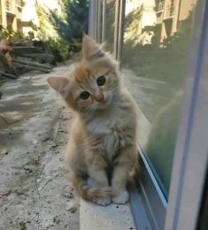 فهد, 36 سنة, رجل