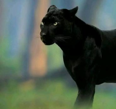 kimo, 38 سنة, Al Hawamidiyah, Egypt