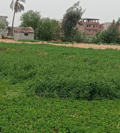 مفيش فايدة, 32 سنة, رجل