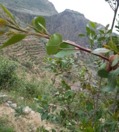 HASAN, 26 سنة, رجل