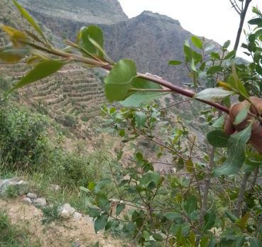 HASAN, 26 سنة, Al Mukalla, Yemen