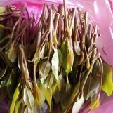 مجاهد, 24 سنة, Farah, Afghanistan