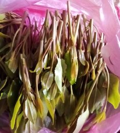 مجاهد, 24 سنة, رجل