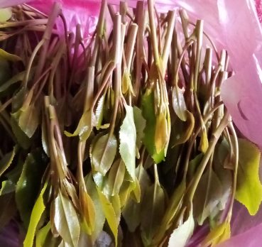 مجاهد, 24 سنة, Farah, Afghanistan